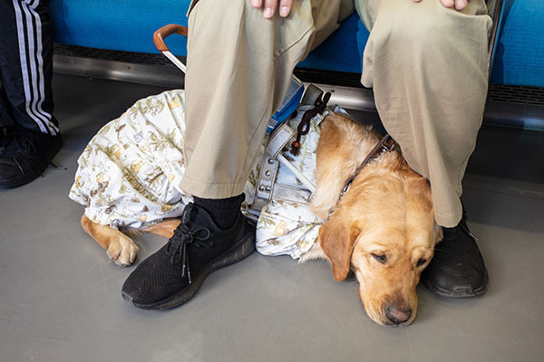 乗車中に足元で待機する盲導犬