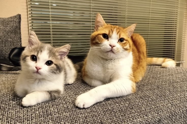 左がノエル、右がマートンです。