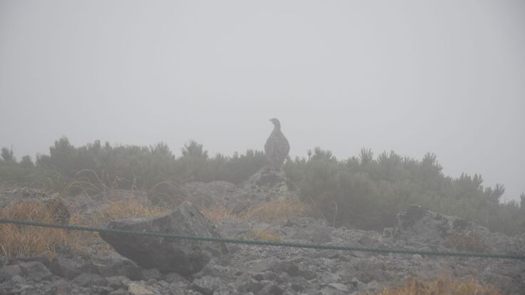 強風の中ではありましたが、ライチョウに会うことができました！
