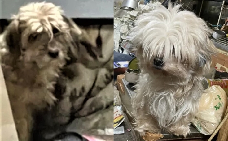 アムールとクリープ