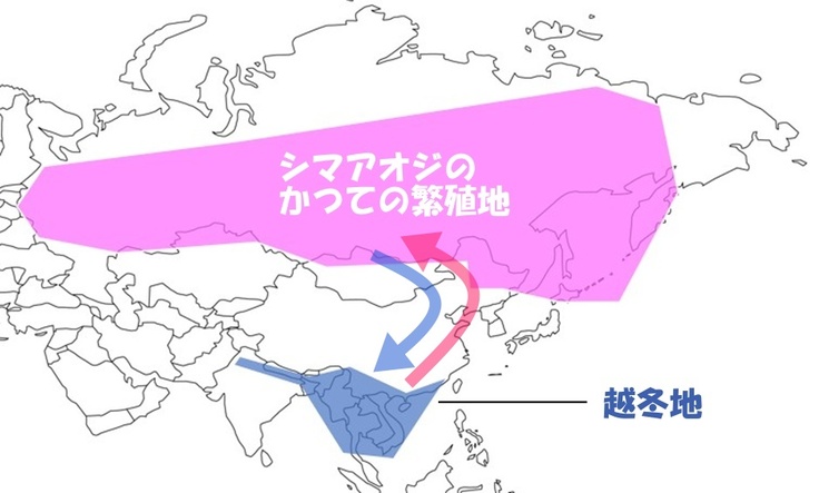 シマアオジの分布図