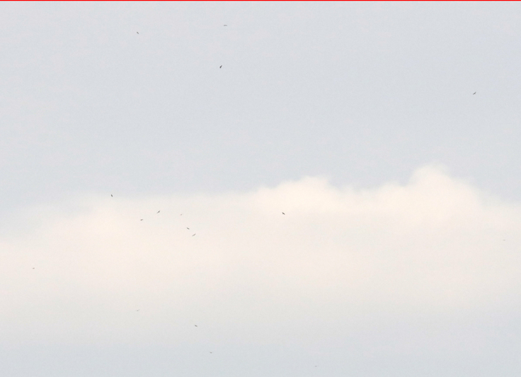 サシバのタカ柱。遠くてゴマ粒