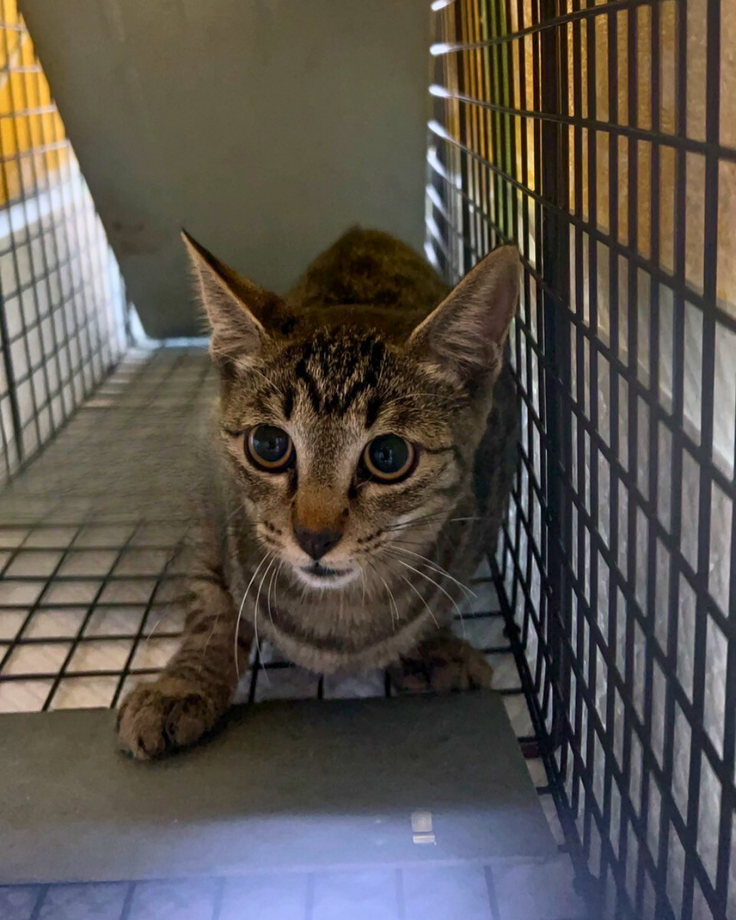 キジトラの男の子♯１