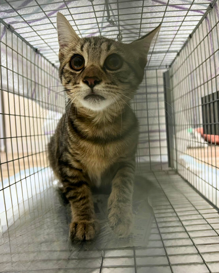 キジトラの女の子♯４