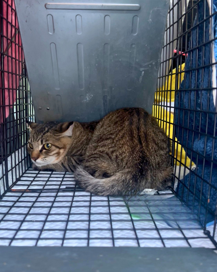 キジトラの男の子♯５