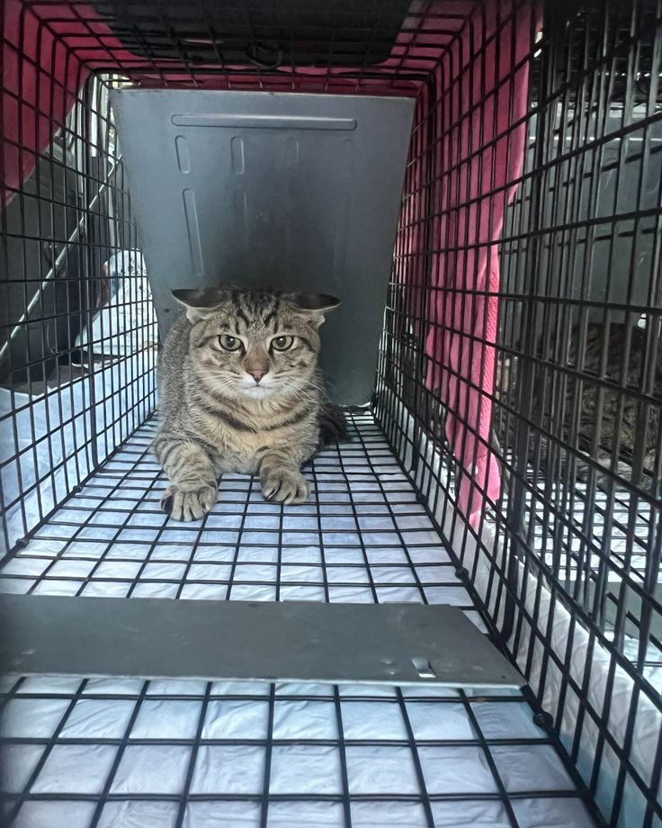 ♯３キジトラの男の子