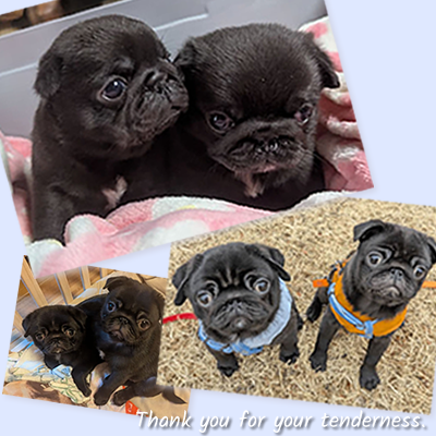 黒パグのだいず