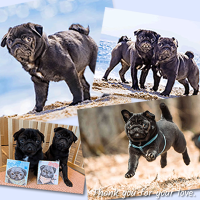 黒パグのだいず