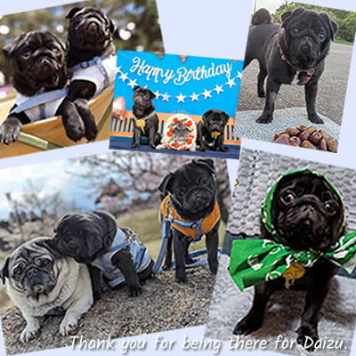 黒パグのだいず