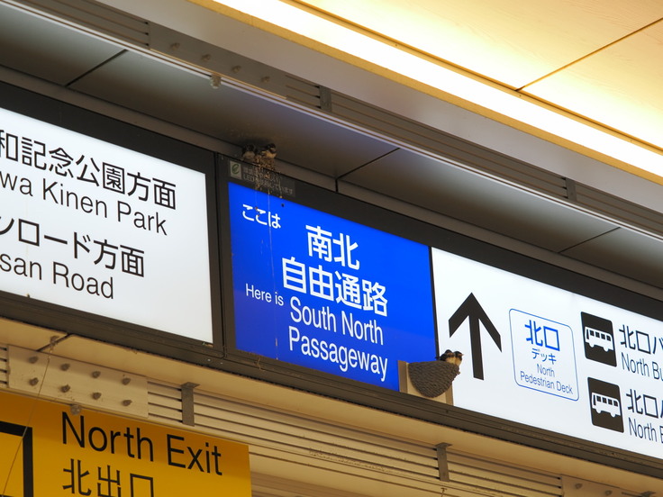 立川駅自由通路。上部の巣が小さくてヒナが落ちたので、人工巣を付けてヒナの居場所にしました。