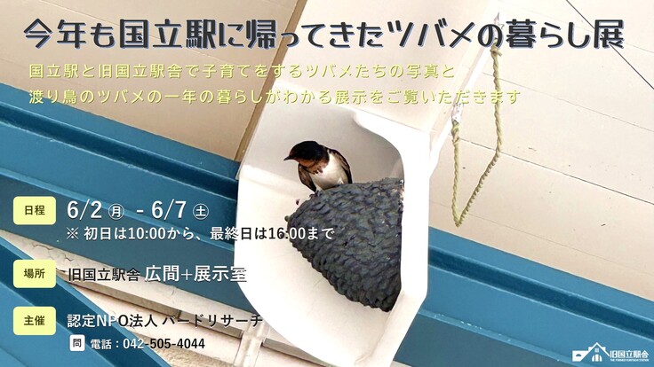 今年も国立駅に帰ってきたツバメの暮らし展
