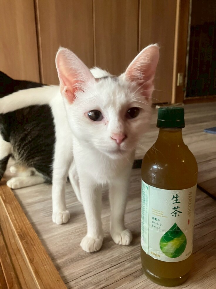 遺棄にて臨時で支援をお願いした子　