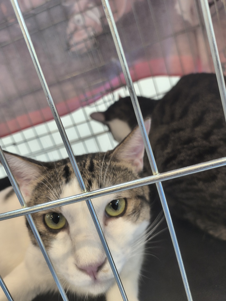 譲渡会も予定でもテント譲渡会にて中止