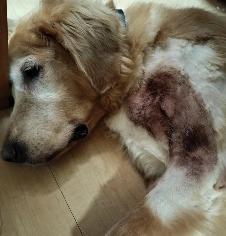 グロテスクですみません