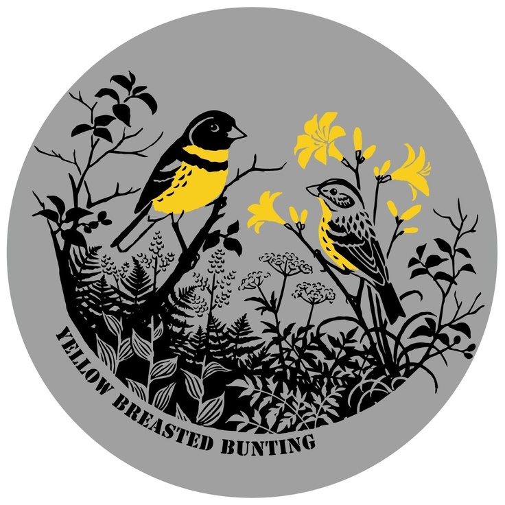 モンベル製 高機能シマアオジTシャツのデザイン