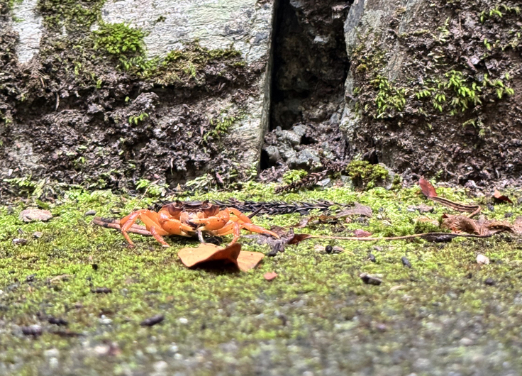 階段でサワガニさんもお出迎え