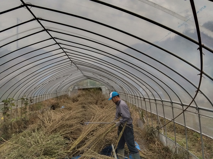 乾燥したごまを叩いて実を落とします!