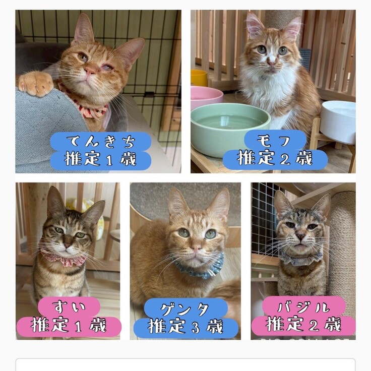 オンライン譲渡会案内