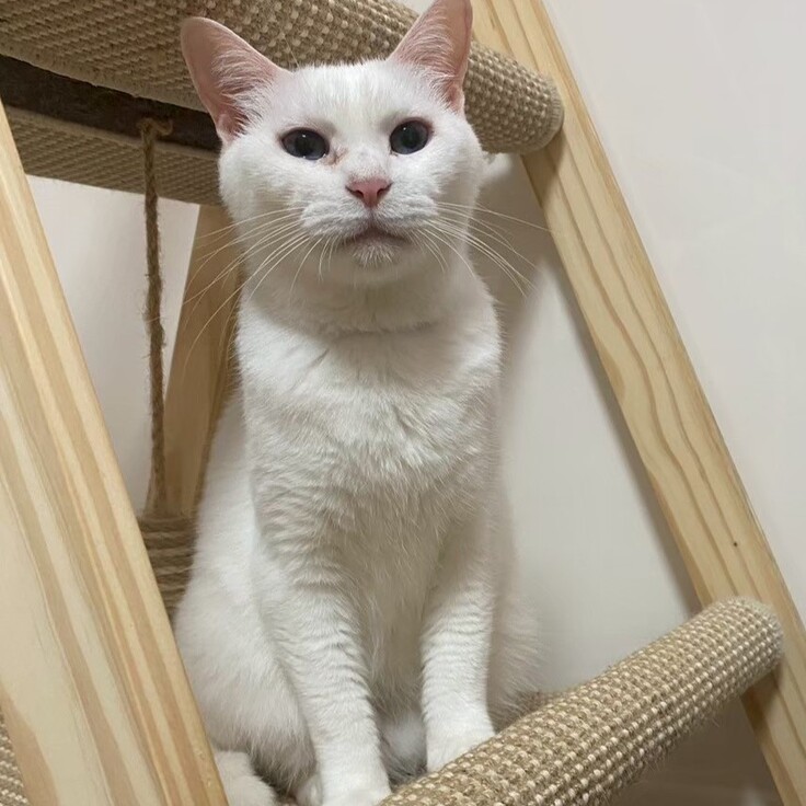 しろっぽ　女の子