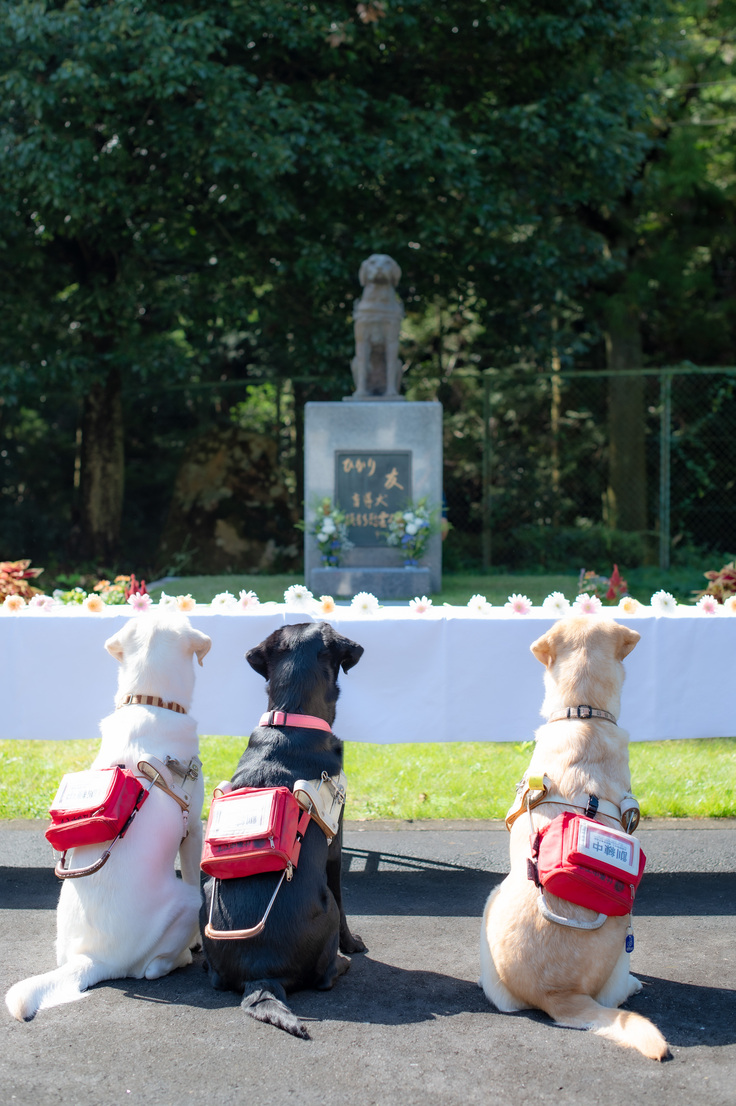 慰霊碑を見つめる３頭の訓練犬（ハーネスを装着したラブラドールレトリーバー）