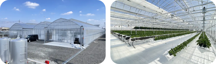 ビニールハウスの様子