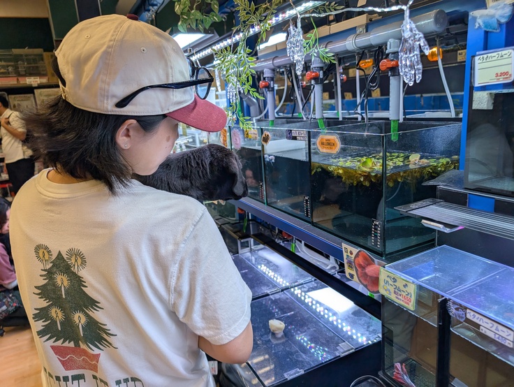 社会化トレーニングとして出かけたホームセンターで。水槽の魚をじーっと見つめるエイミー。この時期はワクチン接種が未完了のため、外出先ではトレーナーが抱いて移動します