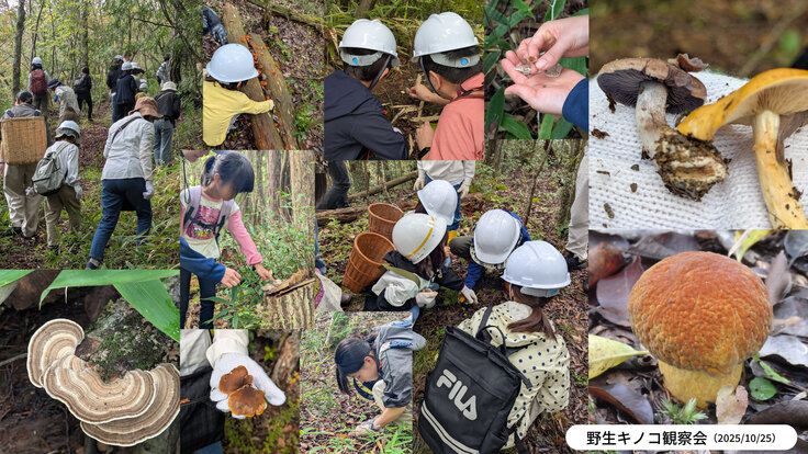 野生キノコ観察会