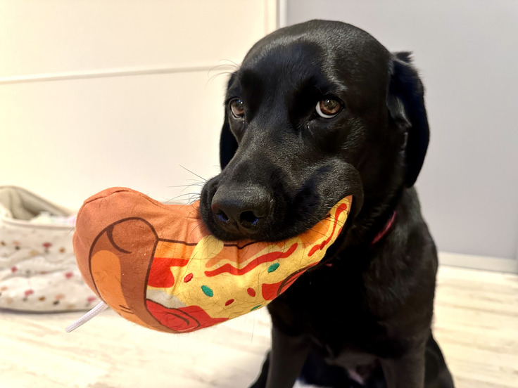 ぬいぐるみが好きで、「一緒に遊ぼうよ」とくわえて持ってくる甘えん坊の一面も。自らアピールはしないけれど、なでられたり、褒められると、目に見えてテンションが上がるそう