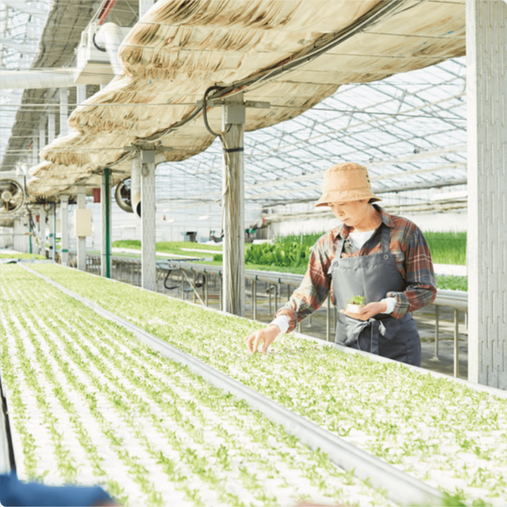 水耕栽培設備一例