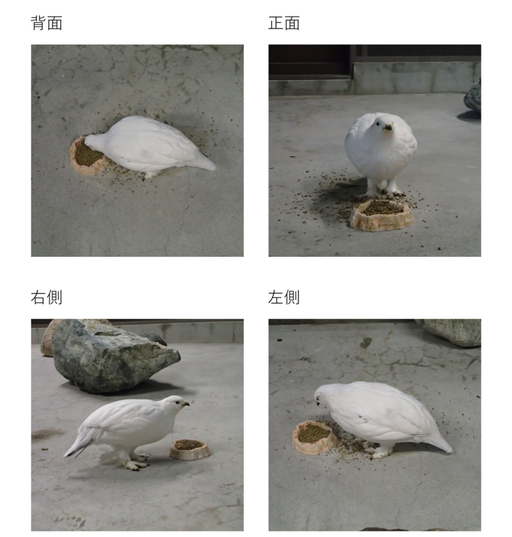 真っ白な雌のライチョウ