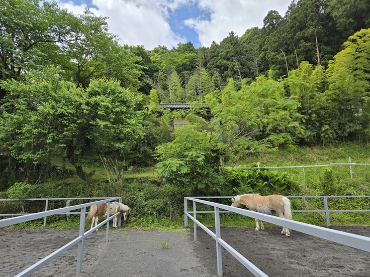 パインとさくら