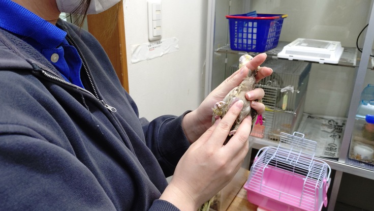 触診中のタンタン＠オカメインコ。現在看護部屋で過ごしています