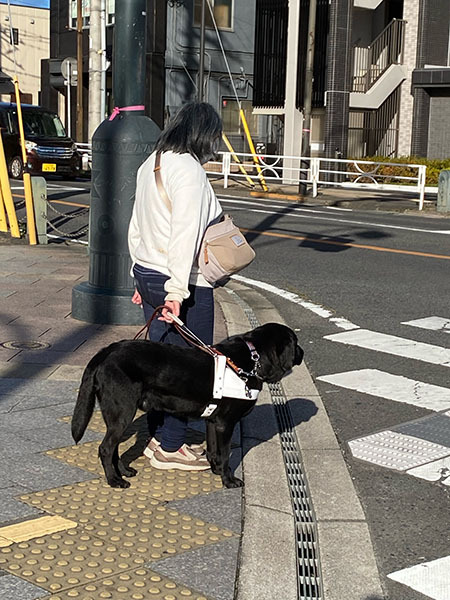 21頭目の盲導犬が横断歩道の前で停止している様子の写真