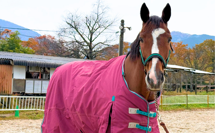 新品の馬着を着たノエルキャロル