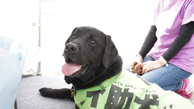 日本介助犬福祉協会の介助犬