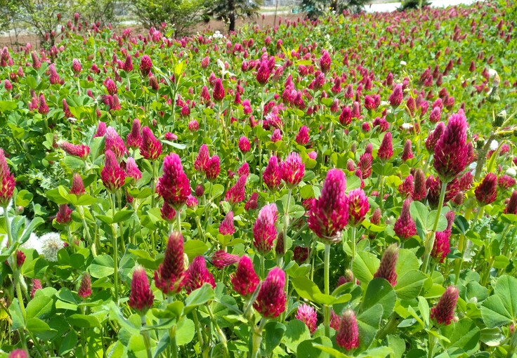 クリムゾンクローバー