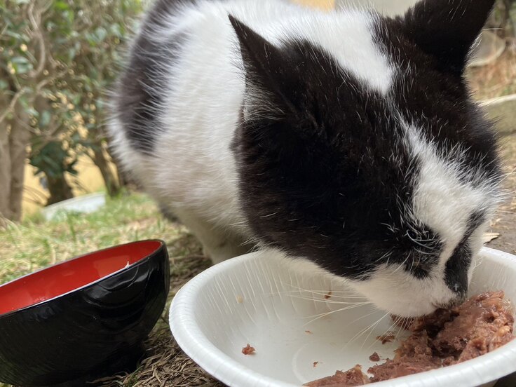 地域猫もがんばっています