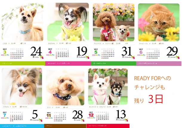 撮影会にて 猫 犬の写真を365枚集めて 日めくりカレンダーを作成したい 山口 博文 16 09 29 投稿 クラウドファンディング Readyfor