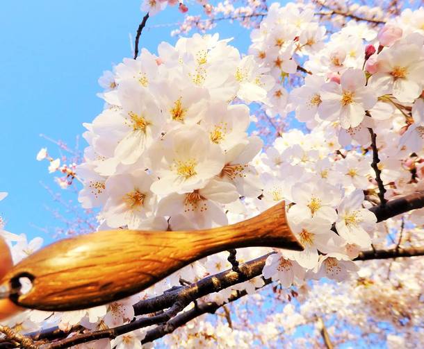 これから桜の季節ですね(写真は一昨年撮影したものです))