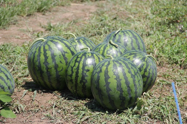 地域の人々からも美味しいと言ってもらえるようになった笑伝すいか