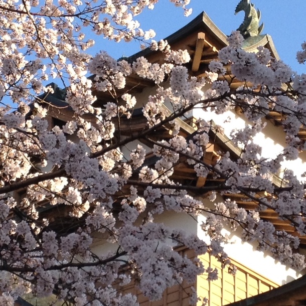 高島城の桜