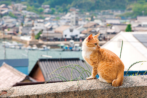 鞆の浦 の清掃活動をしました 一匹でも多く新しい家族へ 福山唯一の保護猫カフェを作りたい ねこみみ福山 内海 17 08 17 投稿 クラウドファンディング Readyfor レディーフォー