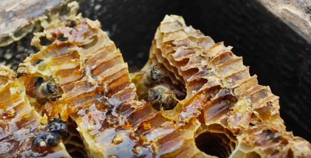 集蜂抜群です 日本蜜蜂巣箱 南紀自然の里明光館 ４段巣箱 自家養蜂 杉板使用 一生物商品 ミツロウ５０g付 自給自足