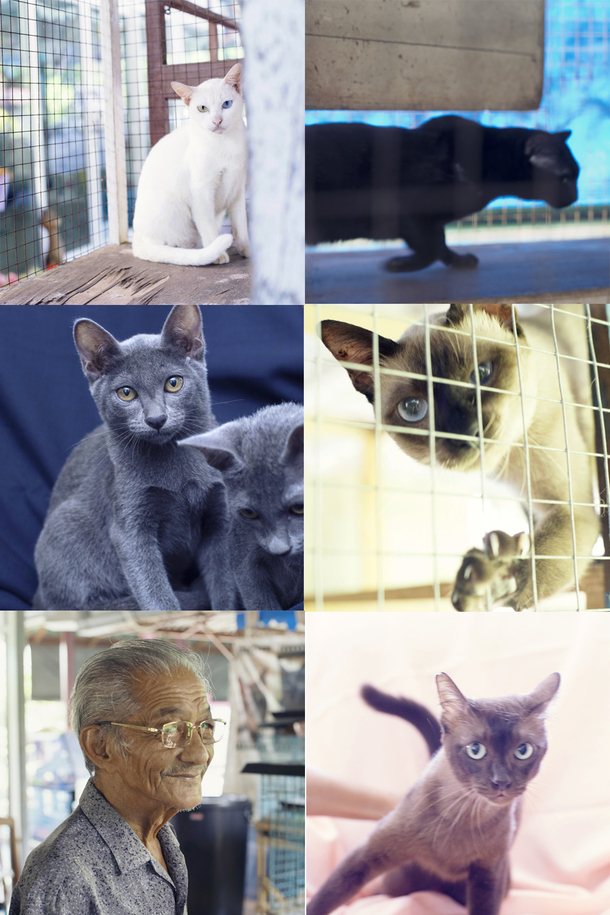 タイの猫 その3 タイ猫についてのつぶやき タイバンコク発 稀少シャム猫と猫の家の75年の歴史を守りたい 松本幸子 17 09 16 投稿 クラウドファンディング Readyfor レディーフォー