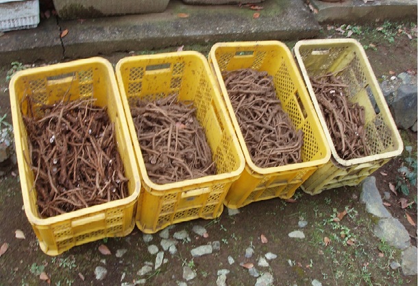 採集洗浄のタンポポ
