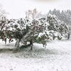 雪の重みで抜けそうなリンゴの木