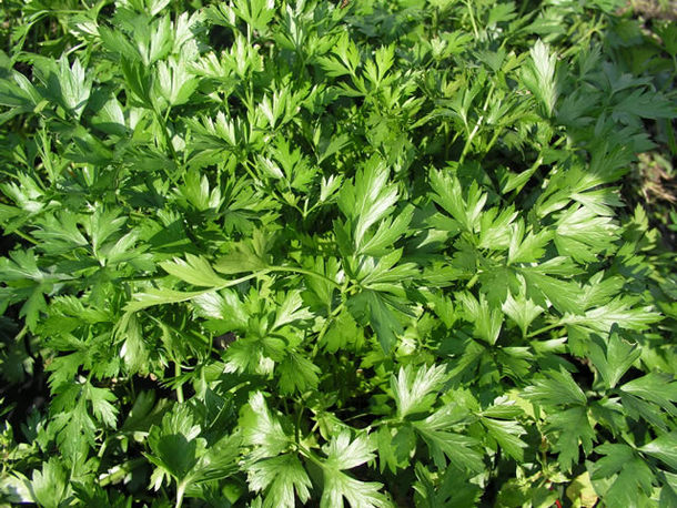 イタリアンパセリ