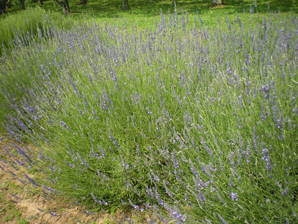 A17c9aaa61e80a1bf71d0d850af4e5baa9800bbd