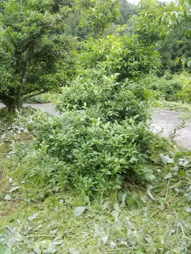 上勝町乳酸発酵阿波晩茶,草刈り後