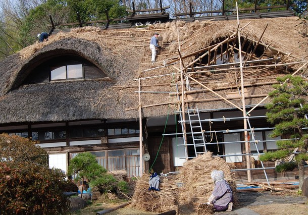 茅を栽培し、江戸時代に建てられた古民家の茅葺屋根を守りたい（ゲルト 